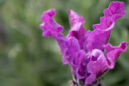 Butterfly Garden - 'Giant Summer'