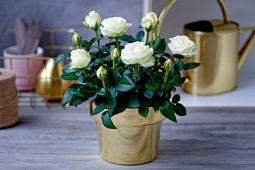 Roses Forever - Pot roses - White Infinity®