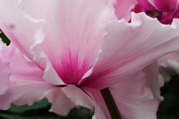 Varinova Operations BV - Maxora Fringed Light Pink with Eye