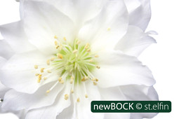 BOCK Bio Science GmbH - BOCK_st.elfin-3788