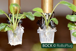 BOCK Bio Science GmbH - BOCK-RoBoPlug