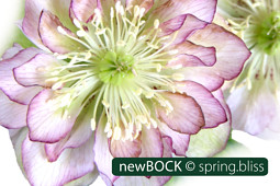 BOCK Bio Science GmbH - DoubleEllen®_spring.bliss-5876