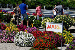 Gruppo PADANA - Calibrachoa Jambo trial