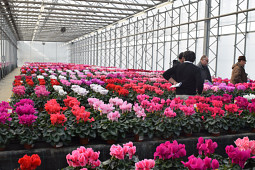 Gruppo PADANA - Cyclamen trial