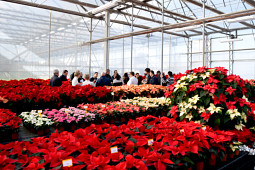 Gruppo PADANA - Poinsettia trial