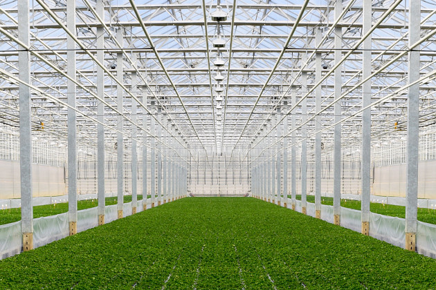 Gruppo PADANA - Young Plants production