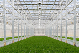 Gruppo PADANA - Young Plants production
