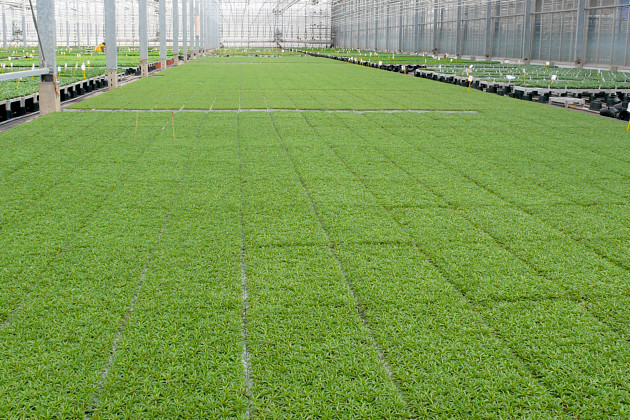 Gruppo PADANA - Young Plants production