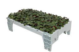 Gruppo PADANA - Star Tray