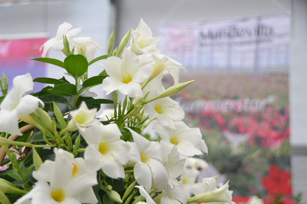 Agriom - Mandevilla Summerstar&reg; (MBA)