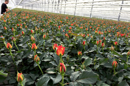 Roses Forever - Pot roses - Roses Forever® in production