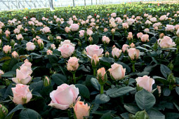 Roses Forever - Pot roses - Princess of Infinity® in production