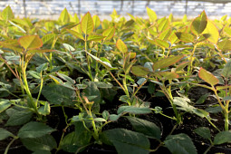 Roses Forever - Young plants