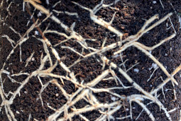 Roses Forever - Young plants - strong and healthy roots