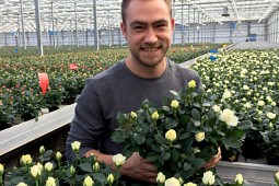 Roses Forever - Production Infinity® white pot rose 10.5 cm pots
