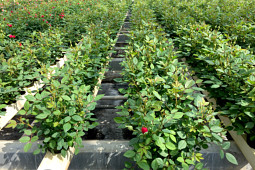 Roses Forever - Gourmet Roses™ production
