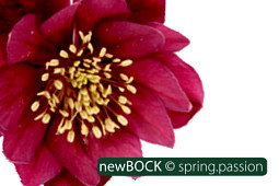 BOCK Bio Science GmbH - DoubleEllen®spring.passion-5889
