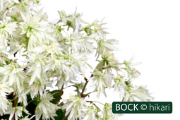 BOCK Bio Science GmbH - BOCK_hikari-2630