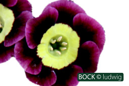 BOCK Bio Science GmbH - BOCK_ludwig-2313