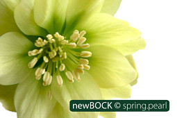 BOCK Bio Science GmbH - BOCK_spring.pearl-3065