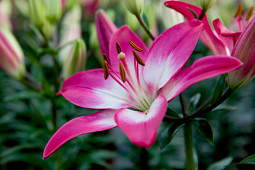 Lily Looks - Tiny Diamond®
