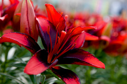 Lily Looks - New! Tiny Ink®