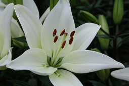 Lily Looks - Tiny Chrystal®