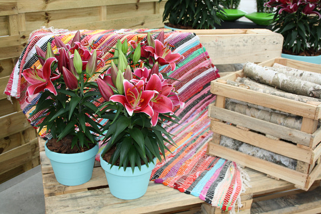 Lily Looks - Sunny Keys&reg;