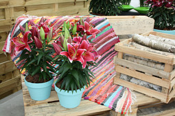 Lily Looks - Sunny Keys®
