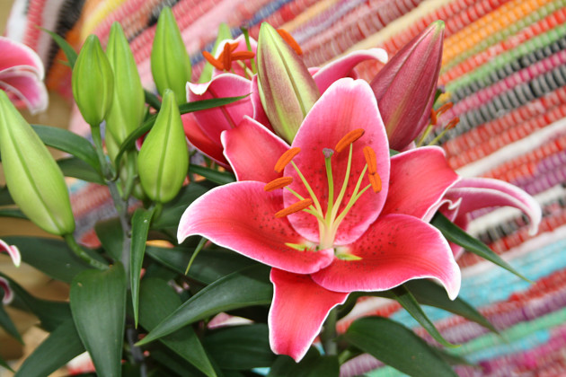 Lily Looks - Sunny Keys&reg;