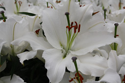 Lily Looks - New!