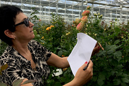 Roses Forever - Cutrose test in greenhouse