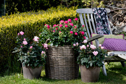 Roses Forever - Sweet Home Roses®