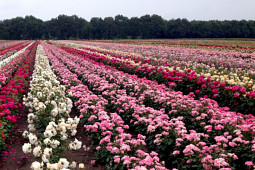 Roses Forever - Plant’n’relax® production field