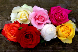 Roses Forever - Sweet Home Roses® - well shaped flowers and strong colors