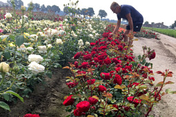 Roses Forever - Plant’n’relax® test field