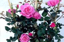 Roses Forever - Plant’n’relax® Our last Summer™