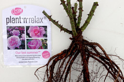 Roses Forever - Bare rooted Plant’n’relax® Our last Summer™