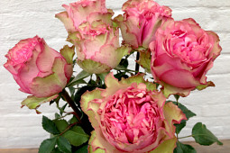 Roses Forever - Plant’n’cut™ Tender™