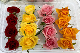 Roses Forever - Gourmet Roses™