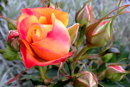 Roses Forever - Sweet Home Roses® Sweet Family™ - many buds