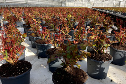 Roses Forever - Sweet Home Roses® - forcing early spring in greenhouses