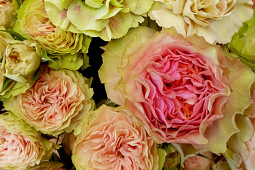 Roses Forever - Rosa Loves Me® Two Times™