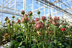 Roses Forever - Test and selection of nostalgic Rosa Loves Me® cutroses