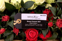 Roses Forever - Pot roses - King of Infinity®