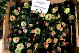Roses Forever - Pot roses - Infinity® Evergreen