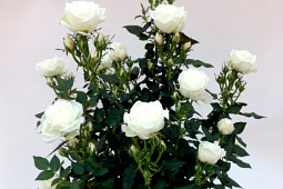 Roses Forever - Sweet Home Roses® Sweet Day™ - uniformed plants