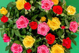 Roses Forever - Pot roses - Roses Forever® mix