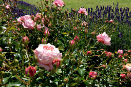Roses Forever - Inner Wheel Forever® - healthy charity rose