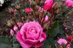 Roses Forever - Sweet Home Roses® Sweet Perfume™